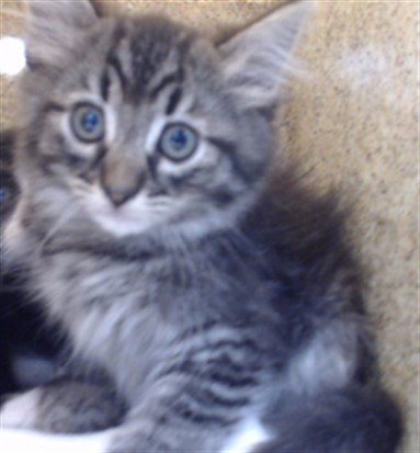 SANZO, Baby Domestic Short Hair (medium coat), cat for adoption in Diamond Bar, California