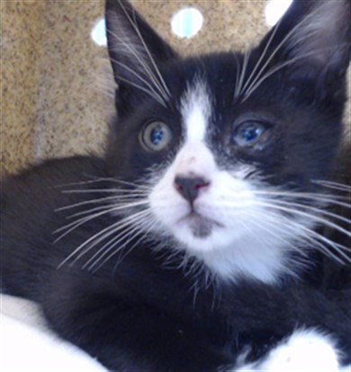 BISHOP, Baby Domestic Short Hair (medium coat), cat for adoption in Diamond Bar, California