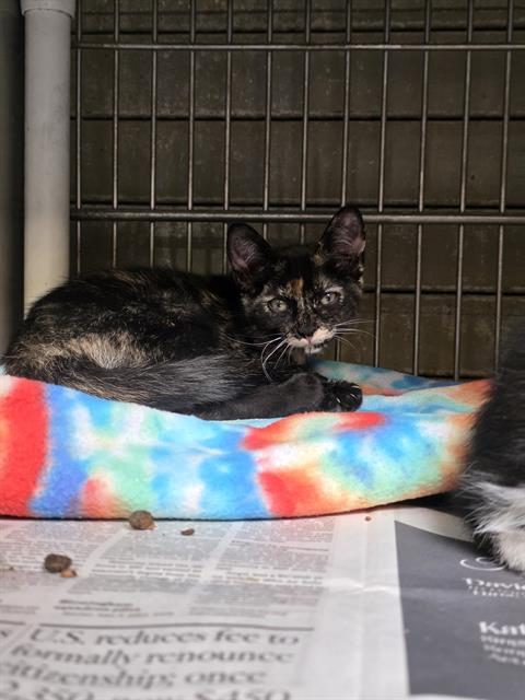 MATISSE, Baby Domestic Short Hair (medium coat), cat for adoption in Alhambra, California