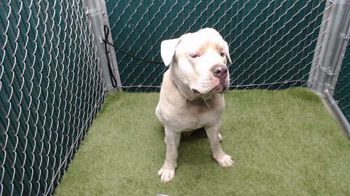 DOZER