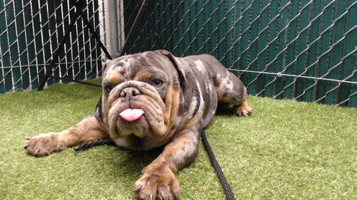 CHUNK