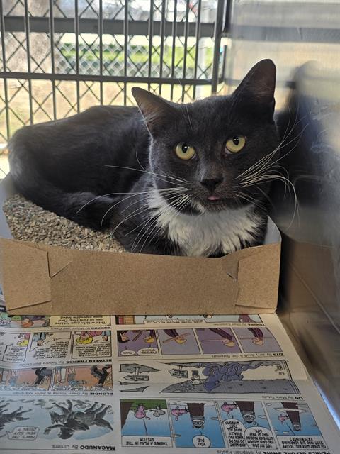 FREGON, Adult Domestic Short Hair (medium coat), cat for adoption in Alhambra, California