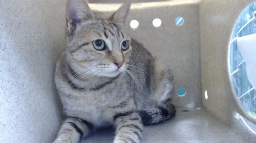 TONCHA, Adult Domestic Short Hair (medium coat), cat for adoption in Hawthorne, California