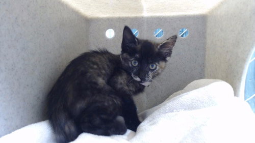 A5783429, Baby Domestic Short Hair (medium coat), cat for adoption in Hawthorne, California