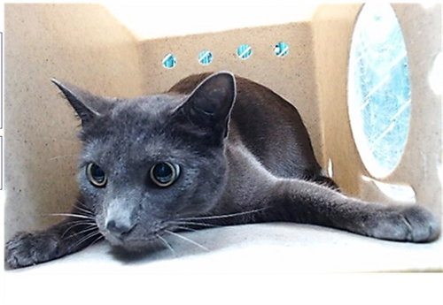 SHADOW, Adult Domestic Short Hair (medium coat), cat for adoption in Hawthorne, California
