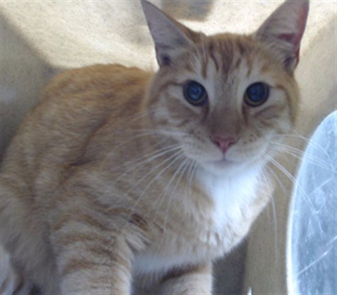 SUNFIRE, Adult Domestic Short Hair (medium coat), cat for adoption in Hawthorne, California