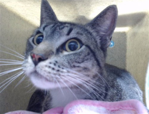 VANGUARD, Adult Domestic Short Hair (medium coat), cat for adoption in Hawthorne, California