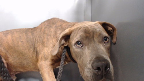 LARRY, an adoptable Pit Bull Terrier in Downey, CA