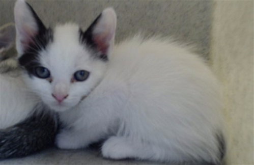 TIM, Baby Domestic Short Hair (medium coat), cat for adoption in La Puente, California
