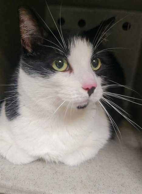 MOCHI, Adult Domestic Short Hair (medium coat), cat for adoption in La Puente, California