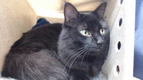 SALEM, Adult Domestic Short Hair (medium coat), cat for adoption in La Puente, California