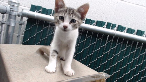 MIKE, Baby Domestic Short Hair (medium coat), cat for adoption in La Puente, California