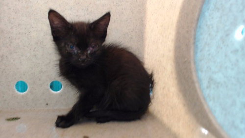 BLAIR, Baby Domestic Short Hair (medium coat), cat for adoption in La Puente, California
