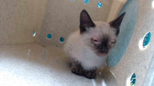 BRUCE, Baby Domestic Short Hair (medium coat), cat for adoption in La Puente, California