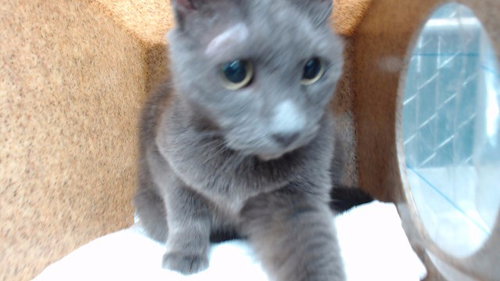 MUSI, Adult Domestic Short Hair (medium coat), cat for adoption in La Puente, California