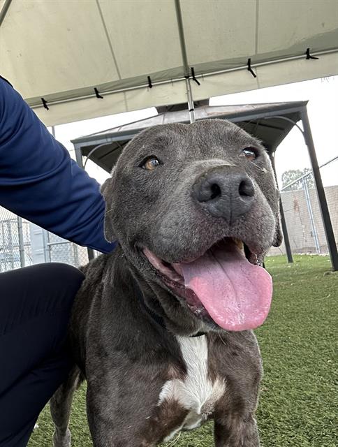 FATIMA, an adoptable Pit Bull Terrier in Downey, CA