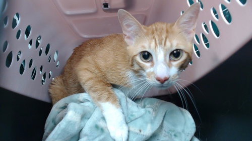 SHILOH, Adult Domestic Short Hair (medium coat), cat for adoption in Santa Clarita, California