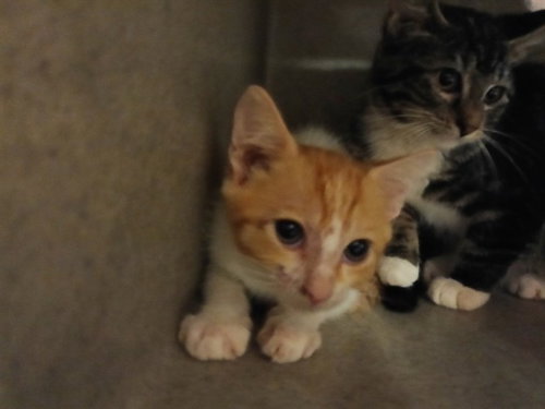 RAYNA, Baby Domestic Short Hair (medium coat), cat for adoption in Santa Clarita, California