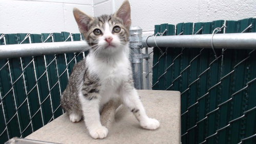 IKE, Baby Domestic Short Hair (medium coat), cat for adoption in Redondo Beach, California