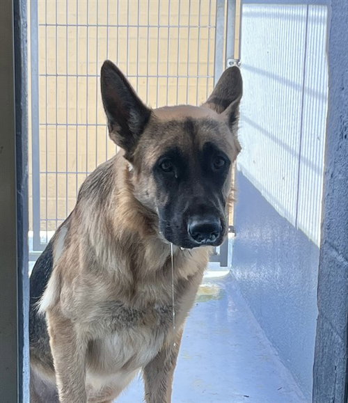 CHUMLY - German Shepherd Dog available for adoption