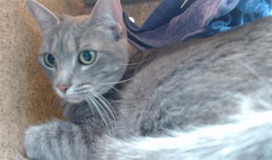 CLEO