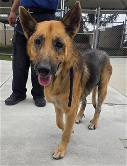 DAN, an adoptable German Shepherd Dog in Downey, CA