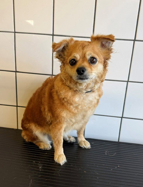 SAVANA, an adoptable Chihuahua in Downey, CA