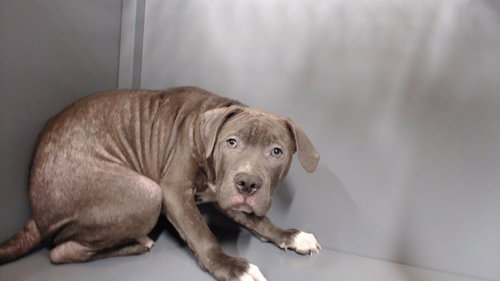DRAKE, an adoptable Pit Bull Terrier in Downey, CA