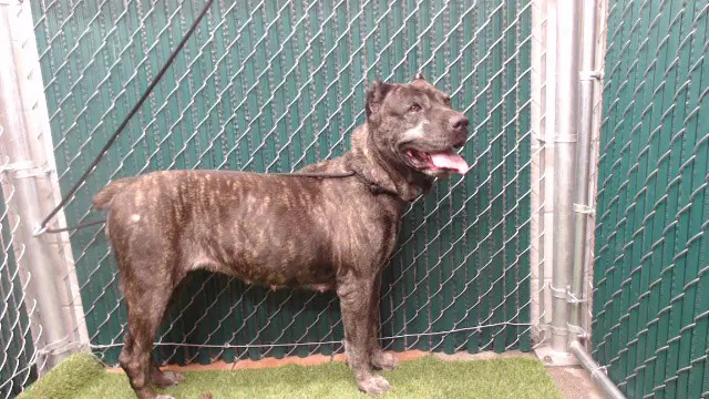 Brenda - Cane Corso Mastiff