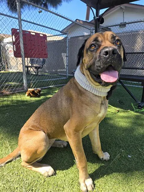 Nala - Mastiff