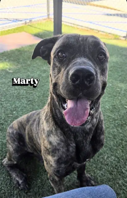 Marty - Mastiff