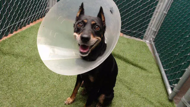 Chica - Miniature Pinscher