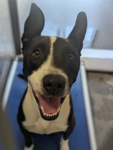 Rambo - Pit Bull Terrier