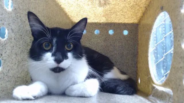 Batman - Domestic Medium Hair
