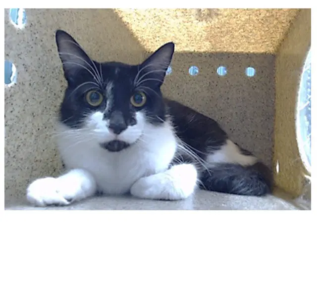 Batman - Domestic Medium Hair