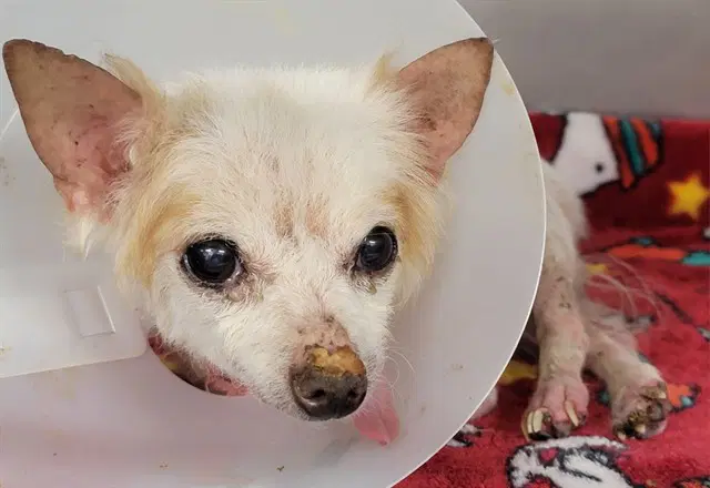 Fox - Chihuahua