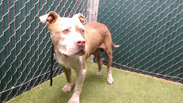Jonny - Pit Bull Terrier