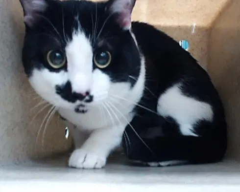 Elvis - Domestic Short Hair