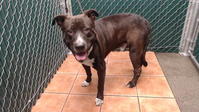 Hades - Pit Bull Terrier
