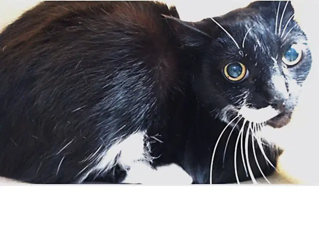 Oreo - Domestic Short Hair