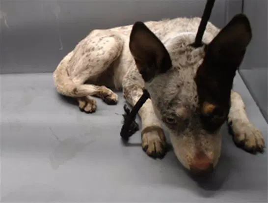 Trixie - Australian Cattle Dog/Blue Heeler