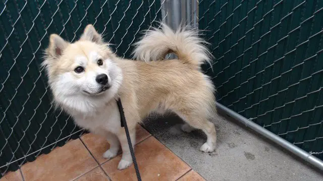 Roki - Husky