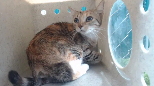 Ruby - Domestic Short Hair