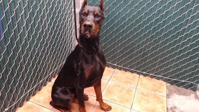 Duke - Doberman Pinscher