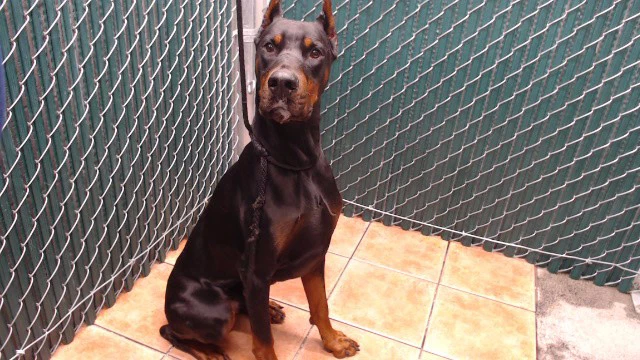 Duke