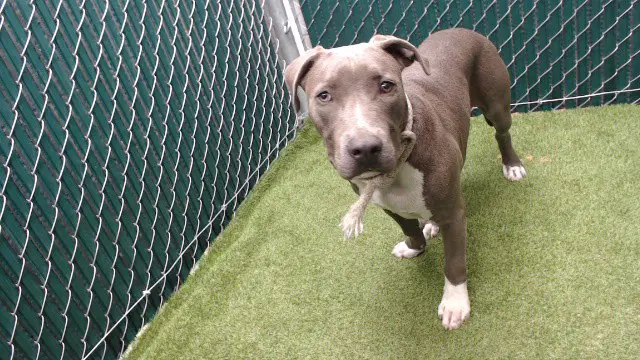 Matt - Pit Bull Terrier
