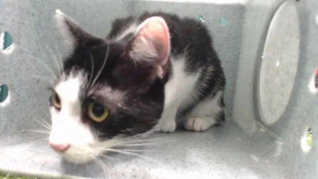 Jinx - Domestic Short Hair