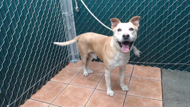 Max - Pit Bull Terrier