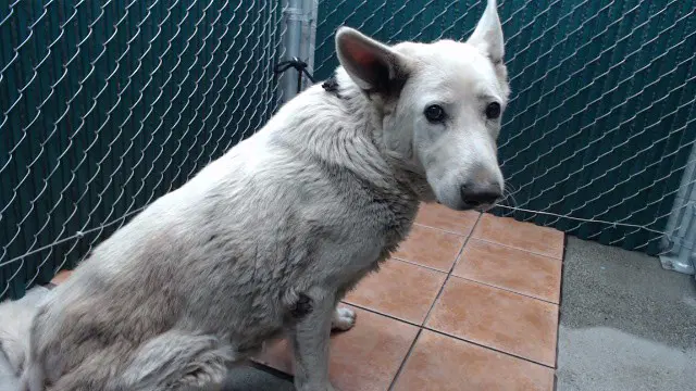 Perla - German Shepherd Dog