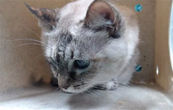 Snowball - Domestic Short Hair